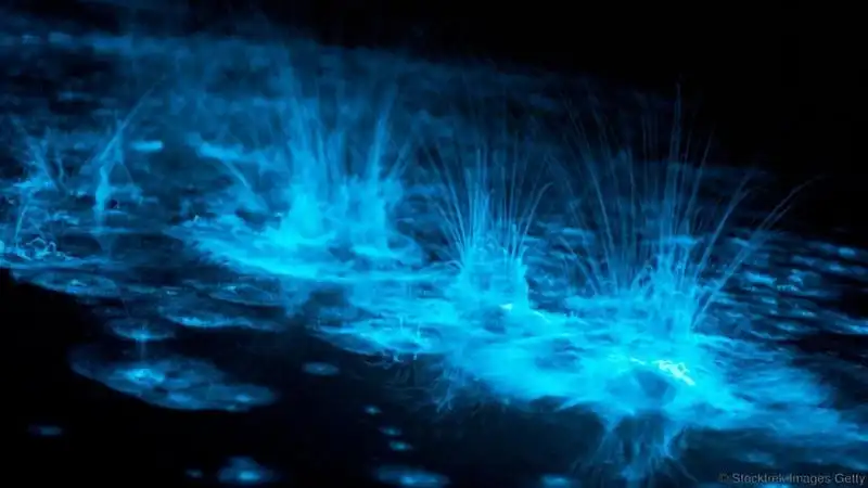 Chiêm ngưỡng vẻ đẹp huyền ảo của 5 bờ biển phát quang vào ban đêm 13 wanderlust tips chiem nguong ve dep huyen ao cua 5 bo bien phat quang vao ban dem 10