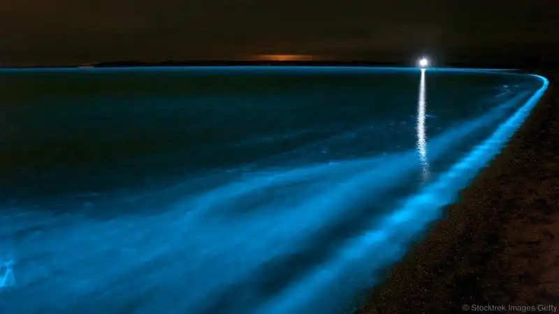 Chiêm ngưỡng vẻ đẹp huyền ảo của 5 bờ biển phát quang vào ban đêm 14 wanderlust tips chiem nguong ve dep huyen ao cua 5 bo bien phat quang vao ban dem 11