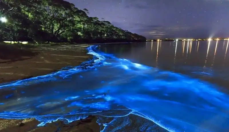 Chiêm ngưỡng vẻ đẹp huyền ảo của 5 bờ biển phát quang vào ban đêm 8 wanderlust tips chiem nguong ve dep huyen ao cua 5 bo bien phat quang vao ban dem 5