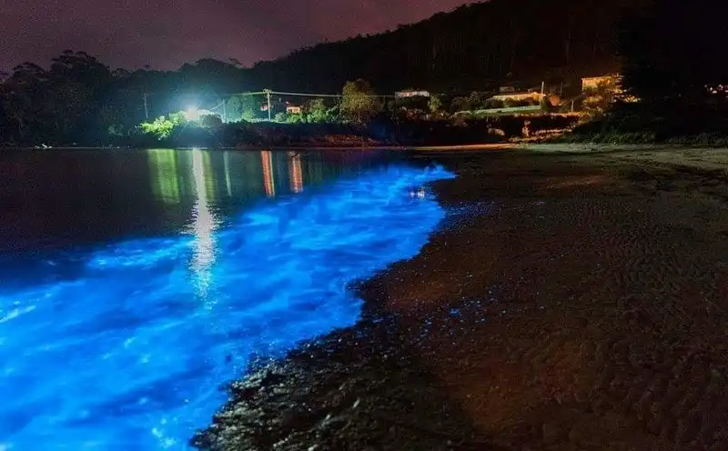 Chiêm ngưỡng vẻ đẹp huyền ảo của 5 bờ biển phát quang vào ban đêm 11 wanderlust tips chiem nguong ve dep huyen ao cua 5 bo bien phat quang vao ban dem 8