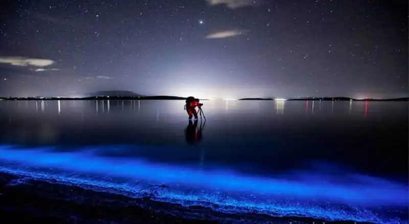 Chiêm ngưỡng vẻ đẹp huyền ảo của 5 bờ biển phát quang vào ban đêm 12 wanderlust tips chiem nguong ve dep huyen ao cua 5 bo bien phat quang vao ban dem 9