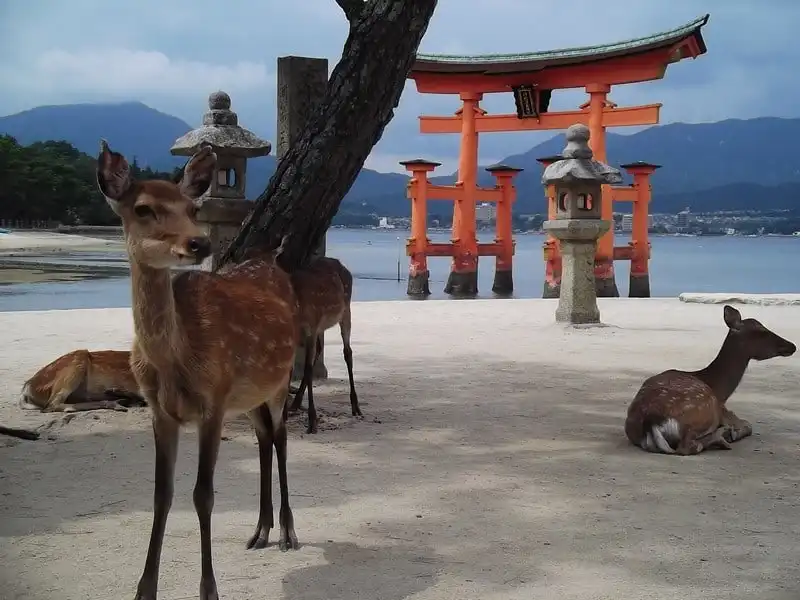 wanderlust tips ghe tham miyajima hon dao cua nhung chu huou tai nhat ban 10