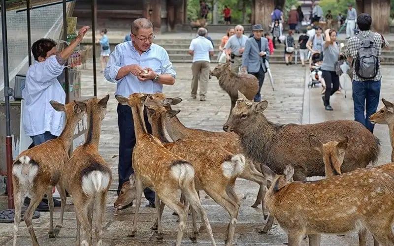 wanderlust tips ghe tham miyajima hon dao cua nhung chu huou tai nhat ban 2