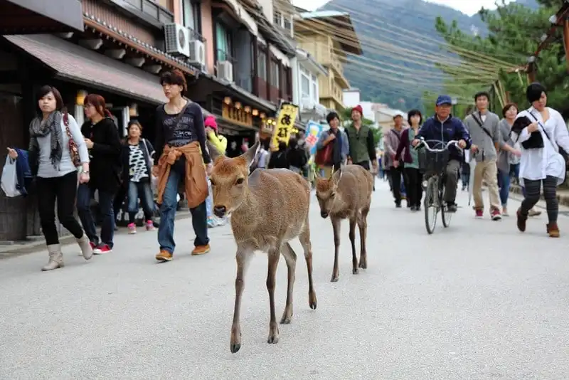 wanderlust tips ghe tham miyajima hon dao cua nhung chu huou tai nhat ban 5