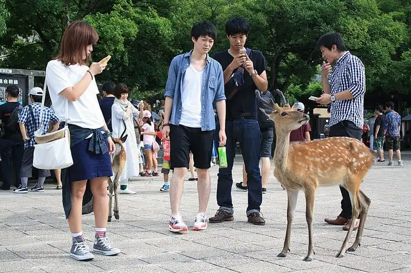wanderlust tips ghe tham miyajima hon dao cua nhung chu huou tai nhat ban 7