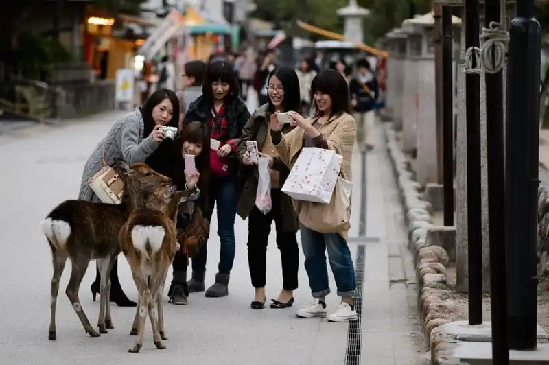 wanderlust tips ghe tham miyajima hon dao cua nhung chu huou tai nhat ban 8