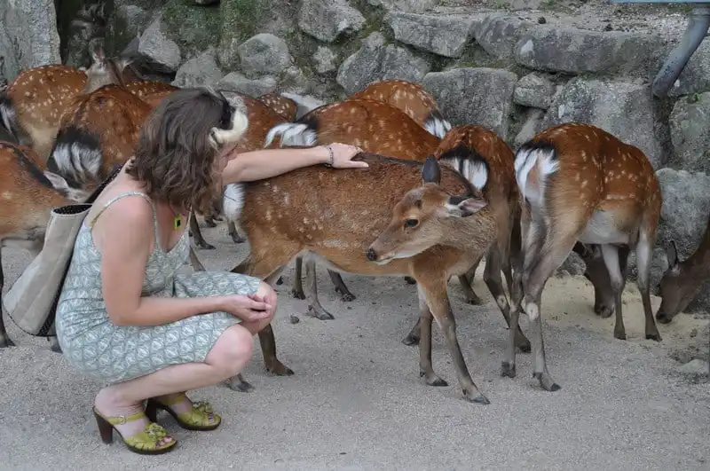 wanderlust tips ghe tham miyajima hon dao cua nhung chu huou tai nhat ban 9