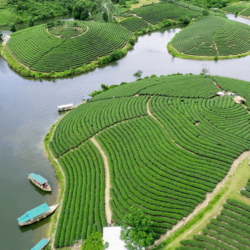 wanderlust tips lac vao xu dao che xanh thanh chuong nghe 0