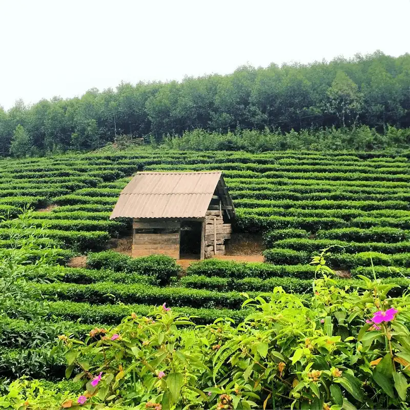 Lạc vào xứ đảo chè xanh Thanh Chương, Nghệ An 8 wanderlust tips lac vao xu dao che xanh thanh chuong nghe 3