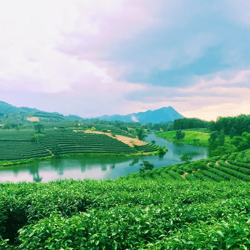 Lạc vào xứ đảo chè xanh Thanh Chương, Nghệ An 10 wanderlust tips lac vao xu dao che xanh thanh chuong nghe 4