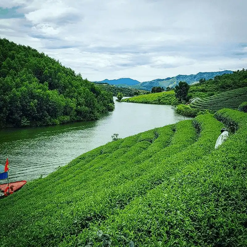 Lạc vào xứ đảo chè xanh Thanh Chương, Nghệ An 14 wanderlust tips lac vao xu dao che xanh thanh chuong nghe 5