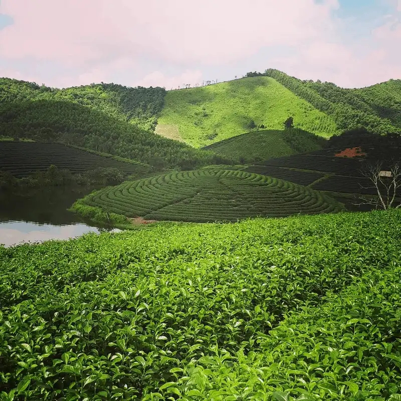 Lạc vào xứ đảo chè xanh Thanh Chương, Nghệ An 6 wanderlust tips lac vao xu dao che xanh thanh chuong nghe 6