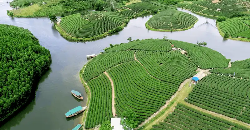 Lạc vào xứ đảo chè xanh Thanh Chương, Nghệ An 9 wanderlust tips lac vao xu dao che xanh thanh chuong nghe 8
