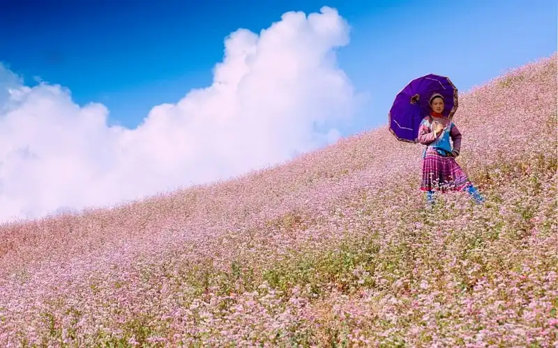 wanderlust tips le hoi hoa tam giac mach se dien ra vao thang 10 toi