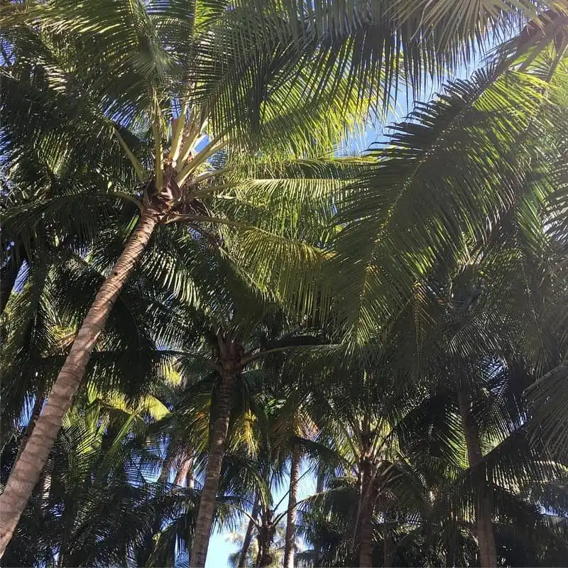 Rủ nhau đi trốn ở Tam Hải - đảo dừa xinh đẹp của Quảng Nam 7 wanderlust tips ru nhau di tron o tam hai dao dua xinh dep cua quang nam 1