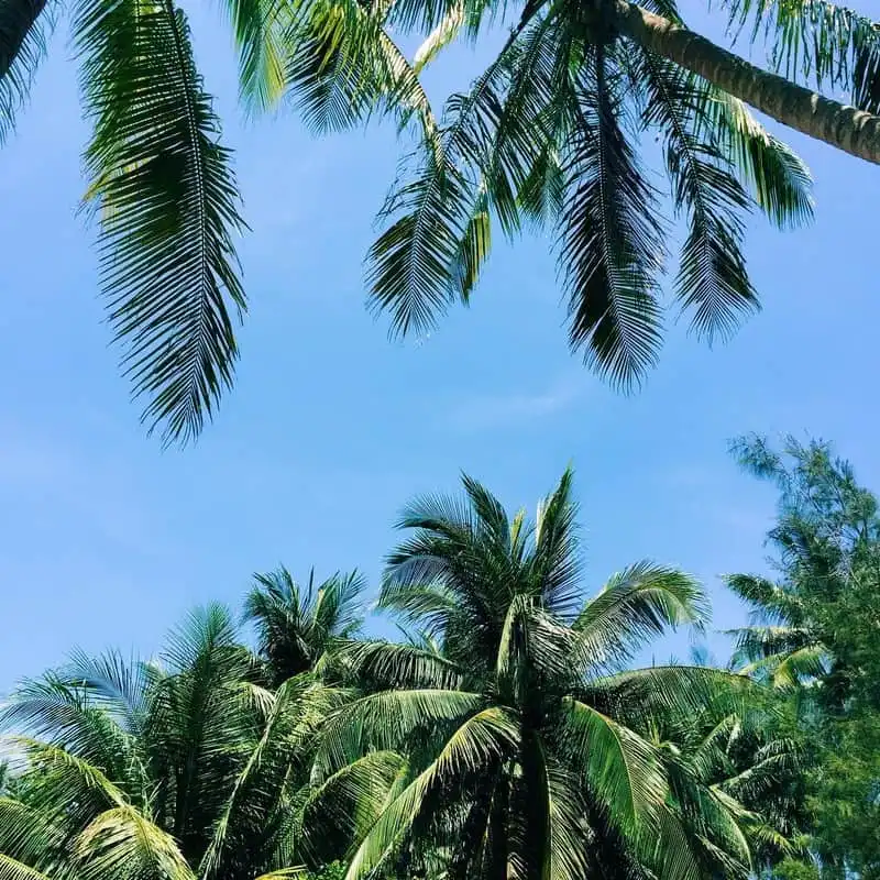 Rủ nhau đi trốn ở Tam Hải - đảo dừa xinh đẹp của Quảng Nam 9 wanderlust tips ru nhau di tron o tam hai dao dua xinh dep cua quang nam 16