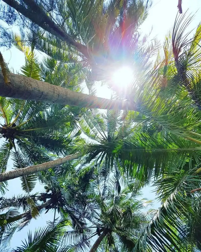 Rủ nhau đi trốn ở Tam Hải - đảo dừa xinh đẹp của Quảng Nam 10 wanderlust tips ru nhau di tron o tam hai dao dua xinh dep cua quang nam 3