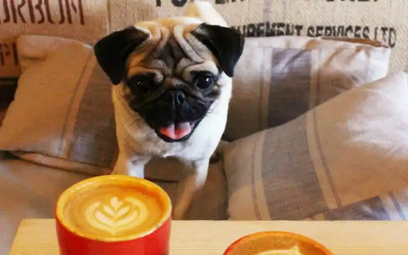 Tiệc cà phê chó pug của giới trẻ ở London 6 wanderlust tips Tiec ca phe cho pug danh cho gioi tre o London1