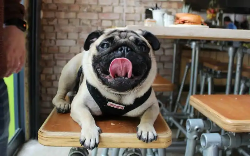 wanderlust tips Tiec ca phe cho pug danh cho gioi tre o London2