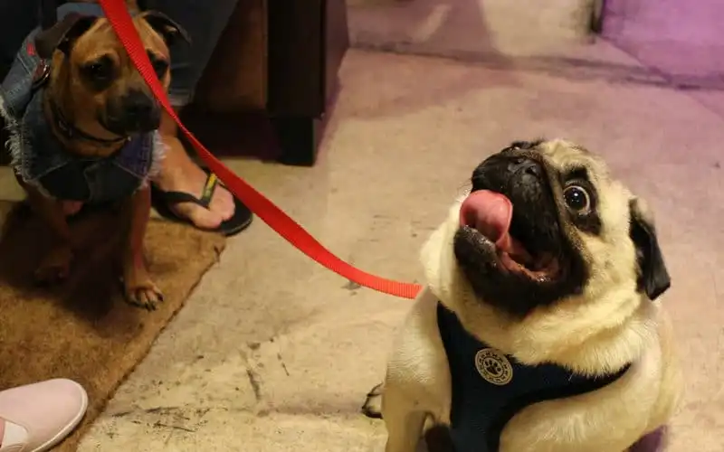 Tiệc cà phê chó pug của giới trẻ ở London 7 wanderlust tips Tiec ca phe cho pug danh cho gioi tre o London3