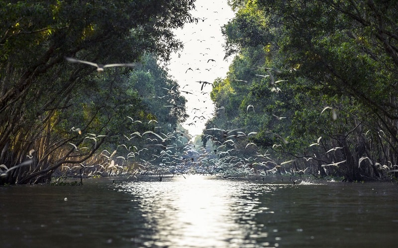 Có một “ốc đảo xanh” tuyệt đẹp giữa lòng Đồng Tháp Mười