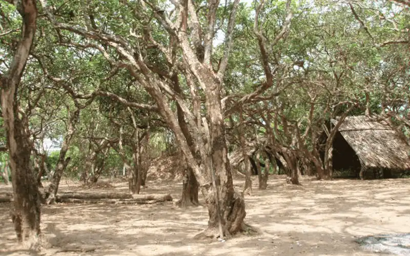 10 điểm đến không thể bỏ qua khi du lịch Bạc Liêu 10 wanderlust tips 10 diem den khong the bo qua khi du lich bac lieu 6