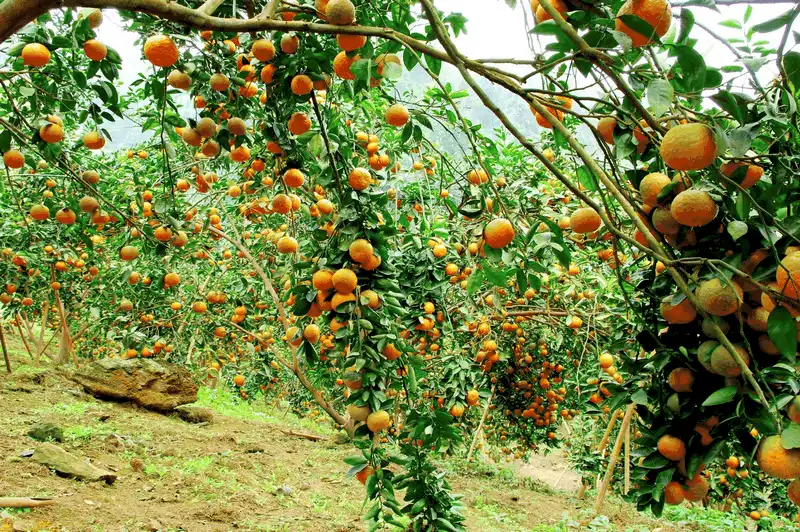 wanderlust tips 16 dac san xu tuyen niu chan du khach 15