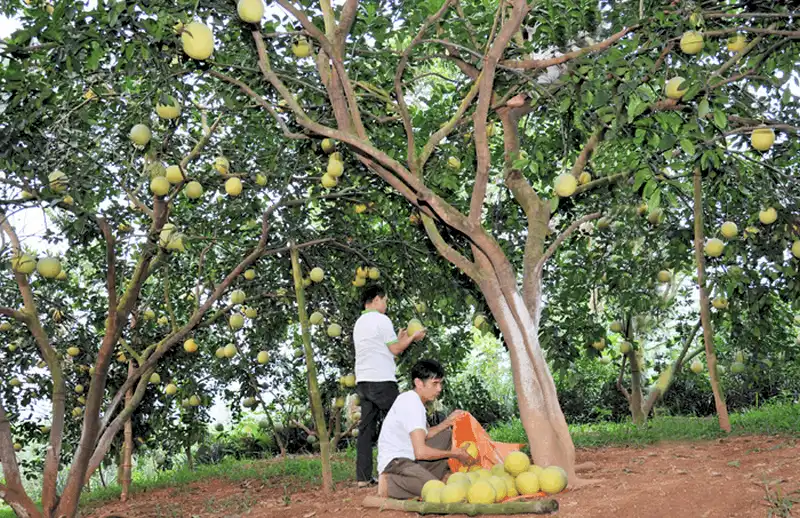 wanderlust tips 16 dac san xu tuyen niu chan du khach 16