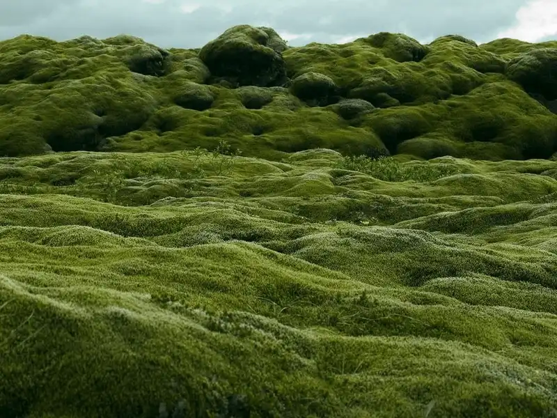 wanderlust tips canh dong dung nham eldraun ve dep la ki o xu iceland 1