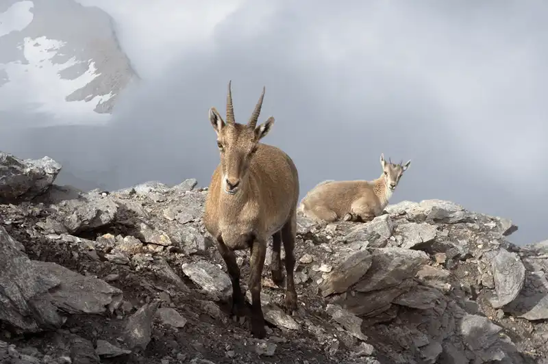 wanderlust tips choang ngop truoc ve dep thien nhien hung vi chup tu dinh alps 17