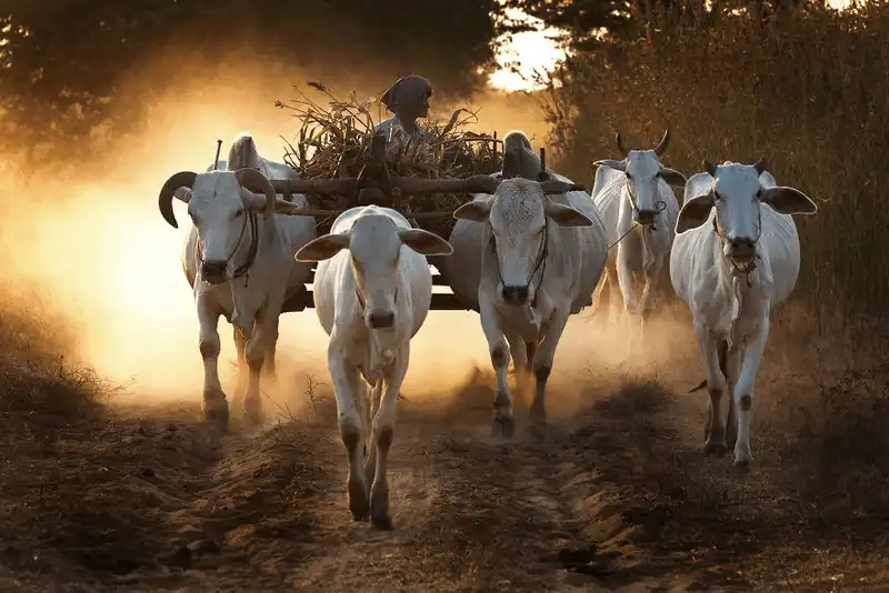 wanderlust tips dam say ve dep yen binh cua bagan 19