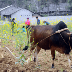 wanderlust tips lan dau tien le hoi bo vang meo vac dien ra tai ha giang