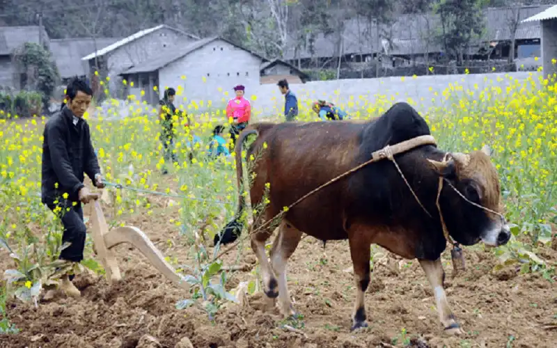 wanderlust tips lan dau tien le hoi bo vang meo vac dien ra tai ha giang