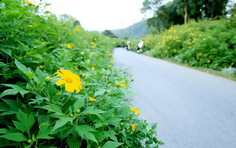 wanderlust tips ngay ngay truoc canh dong hoa hong ri o sa pa 1 1