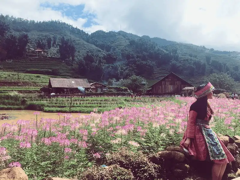 Chiêm ngưỡng vẻ nên thơ của cánh đồng hoa hồng ri ở Sa Pa 6 wanderlust tips ngay ngay truoc canh dong hoa hong ri o sa pa 1