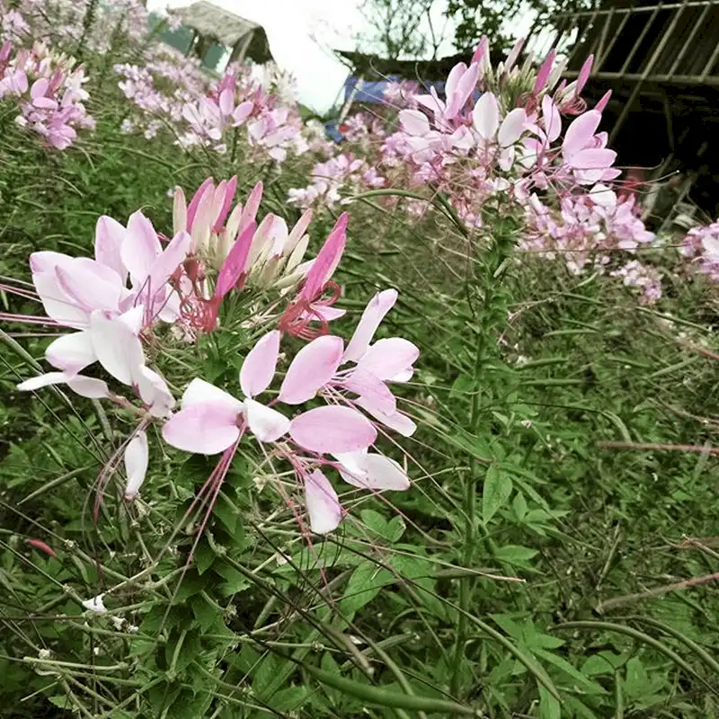 Chiêm ngưỡng vẻ nên thơ của cánh đồng hoa hồng ri ở Sa Pa 7 wanderlust tips ngay ngay truoc canh dong hoa hong ri o sa pa 11