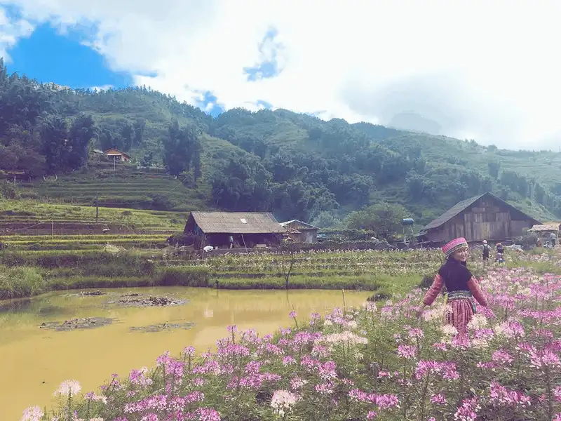 Chiêm ngưỡng vẻ nên thơ của cánh đồng hoa hồng ri ở Sa Pa 10 wanderlust tips ngay ngay truoc canh dong hoa hong ri o sa pa 2