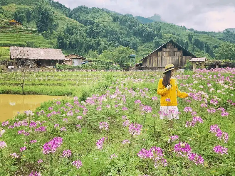 Chiêm ngưỡng vẻ nên thơ của cánh đồng hoa hồng ri ở Sa Pa 9 wanderlust tips ngay ngay truoc canh dong hoa hong ri o sa pa 3