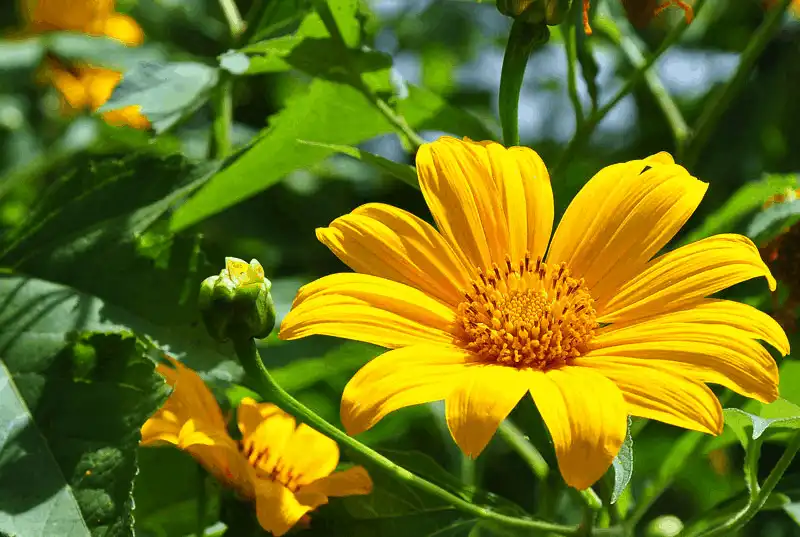 wanderlust tips ngay ngay truoc canh dong hoa hong ri o sa pa 4 1