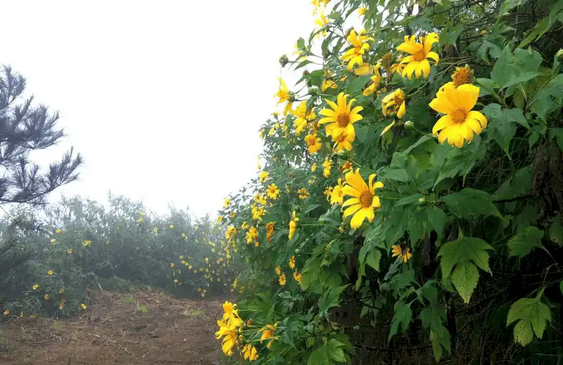 wanderlust tips ngay ngay truoc canh dong hoa hong ri o sa pa 6 1
