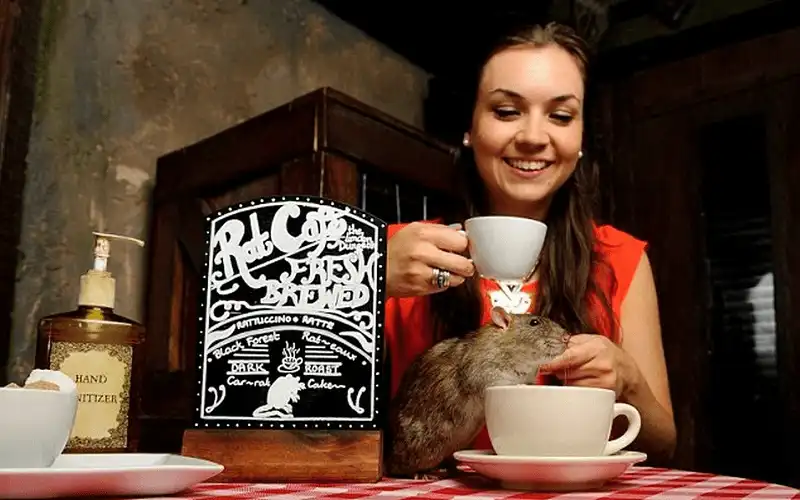 wanderlust tips quan ca phe chuot noi khien nhung vi khach yeu tim phai khoc thet 3