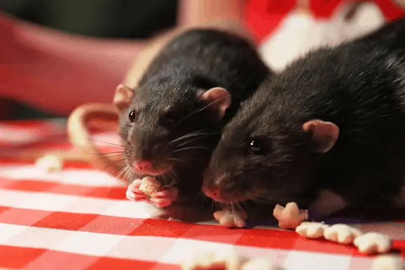 wanderlust tips quan ca phe chuot noi khien nhung vi khach yeu tim phai khoc thet 5