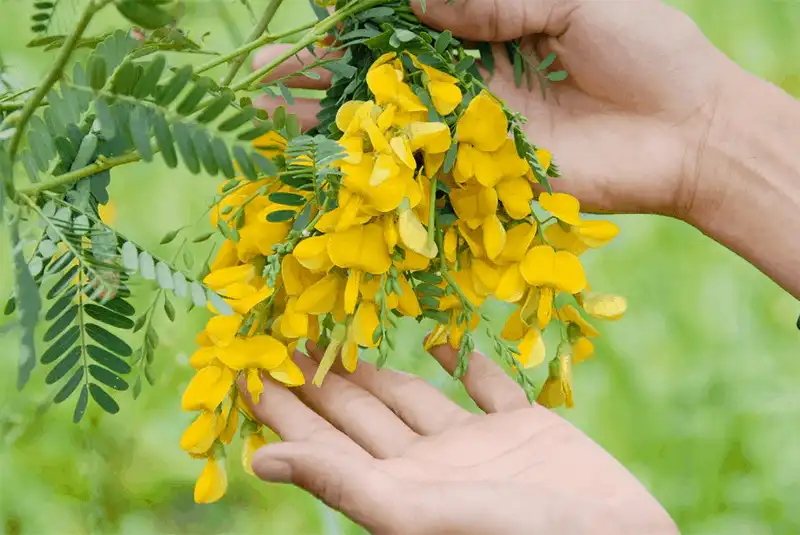 wanderlust tips thang 10 11 cho don nhung mua hoa tuyet dep tren khap moi mien dat nuoc 7