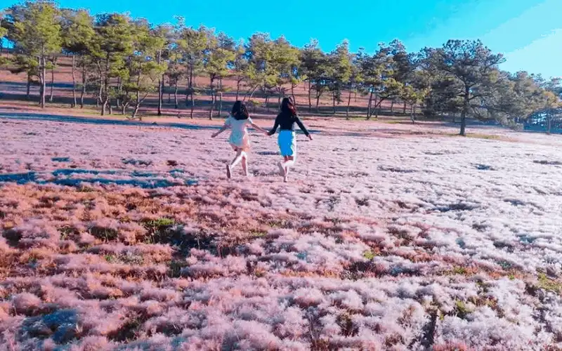 Tháng 11 này, lên Đà Lạt tham dự "Mùa hội cỏ hồng" 6 wanderlust tips thang 11 nay len da lat tham du mua hoi co hong 1