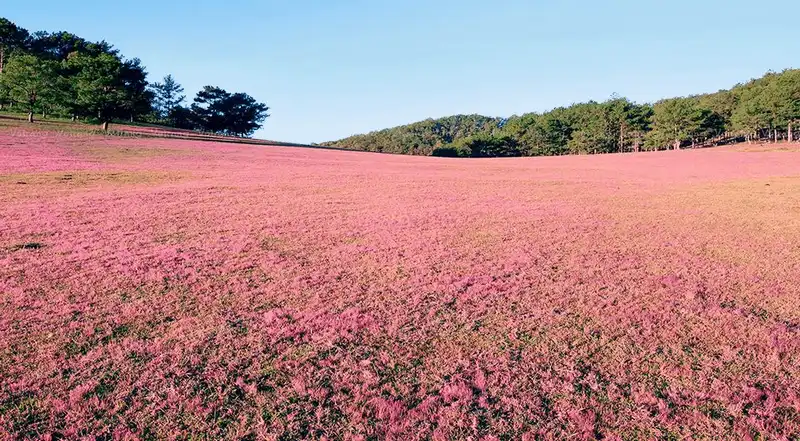 wanderlust tips thang 11 nay len da lat tham du mua hoi co hong 2