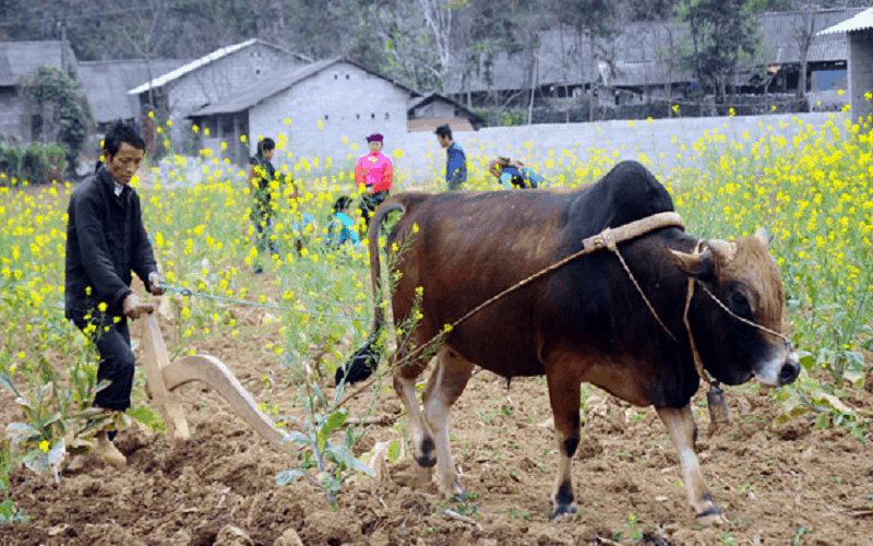 wanderlust tips lan dau tien le hoi bo vang meo vac dien ra tai ha giang