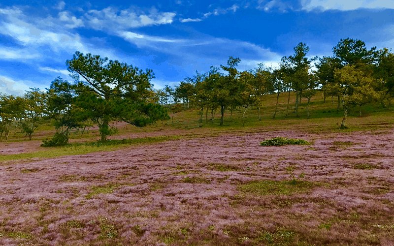 Nhiều hoạt động hấp dẫn tại Mùa hội cỏ hồng Đà Lạt – 2017