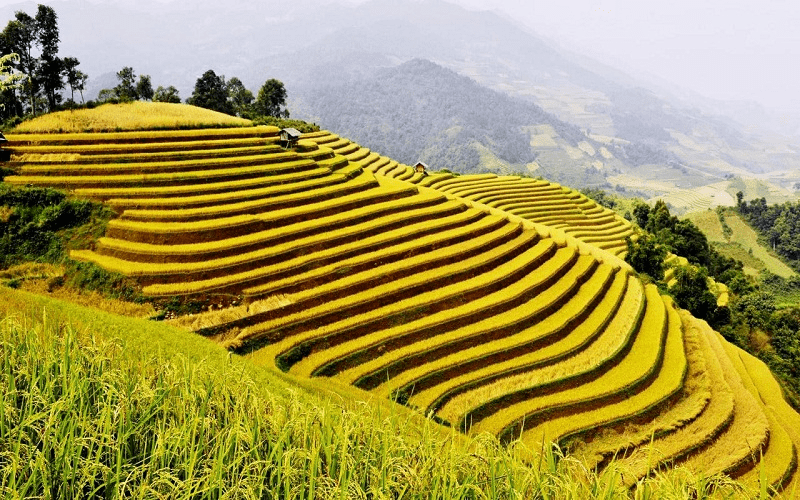 “Mùa vàng” Hoàng Su Phì – đến hẹn lại lên