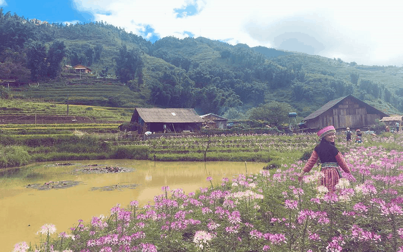 Chiêm ngưỡng vẻ nên thơ của cánh đồng hoa hồng ri ở Sa Pa