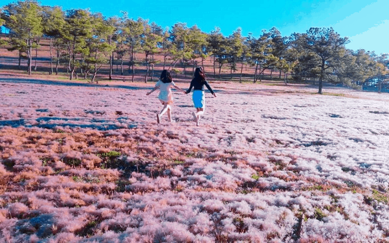 Tháng 11 này, lên Đà Lạt tham dự “Mùa hội cỏ hồng” Tháng 11 này, lên Đà Lạt tham dự “Mùa hội cỏ hồng”